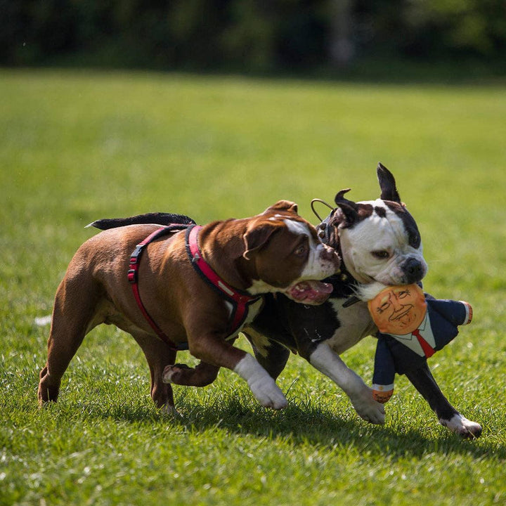 Two dogs playing with a toy on a grassy field