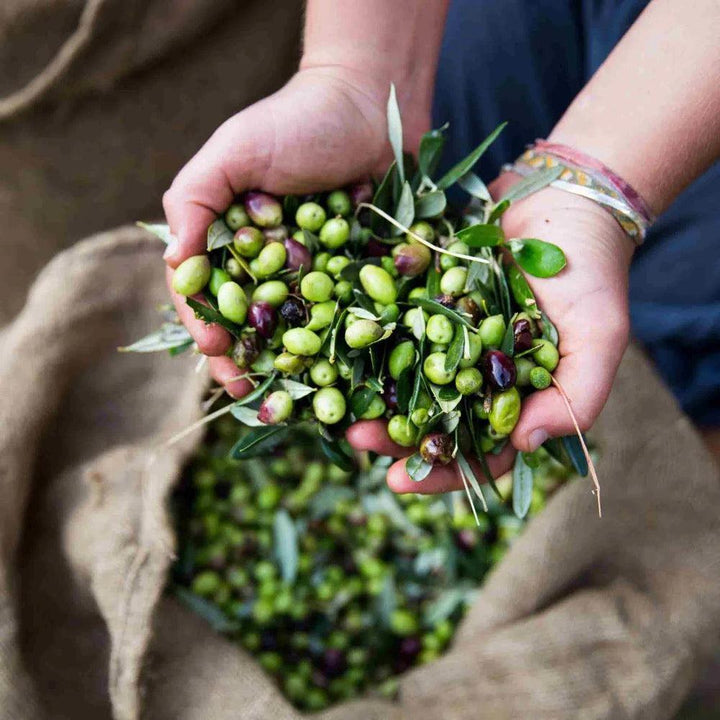 Honest Toil Olive Oil – Pure Extra Virgin Goodness