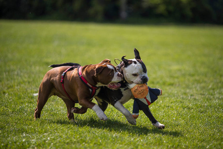 Two dogs playing with a toy on a grassy field