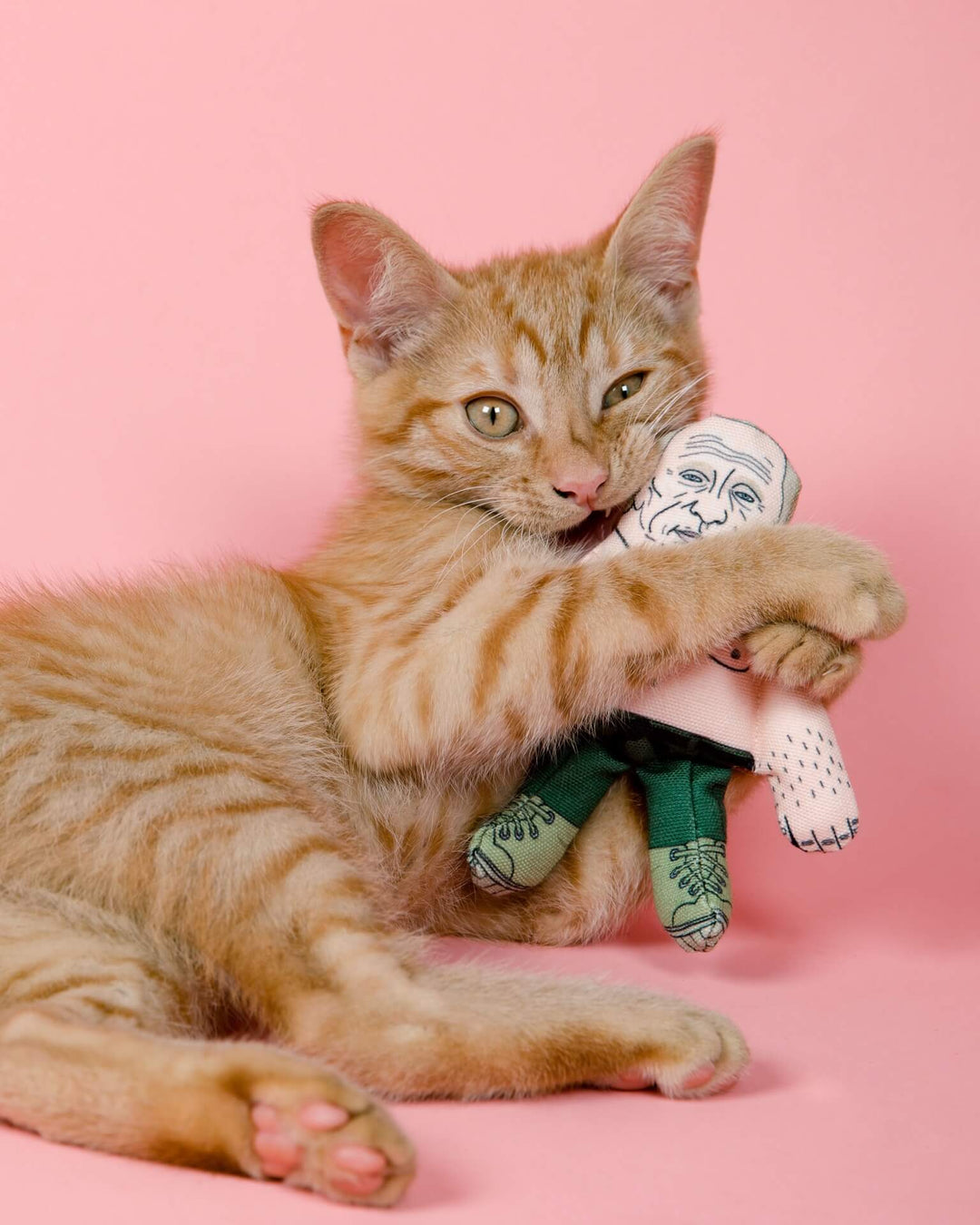 Orange tabby kitten playing with a small plush toy on a pink background