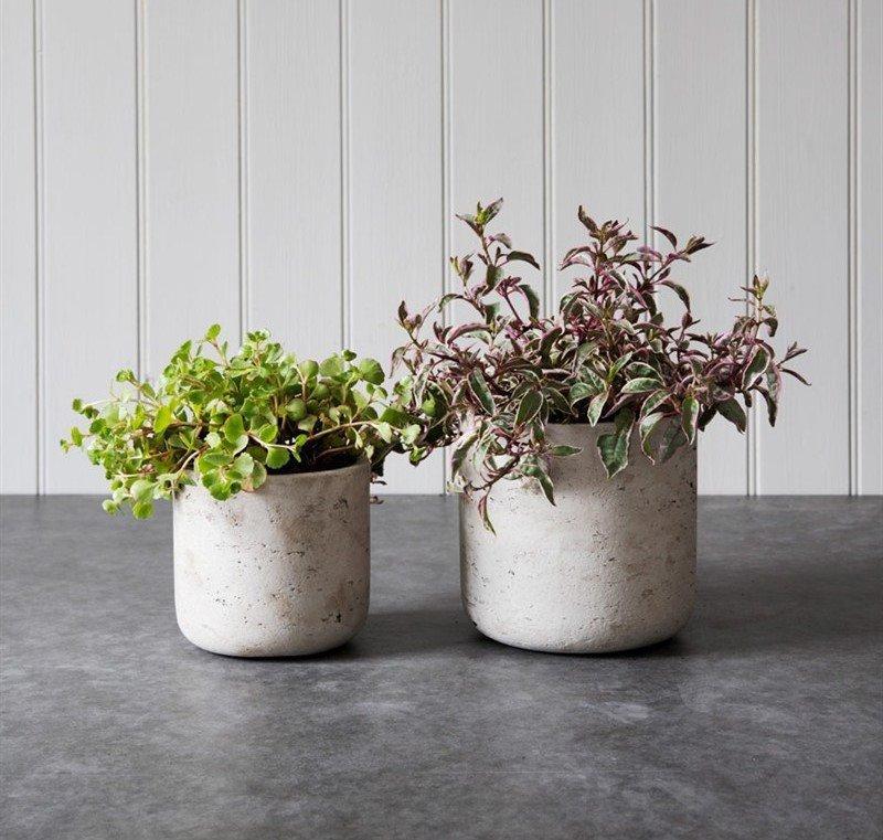 Cement Plant Pot